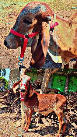 6 ગીર વાસડી વેચવાની છે