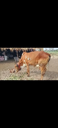 थंबनेल 3