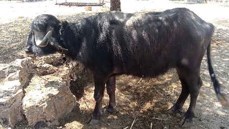 थंबनेल 3