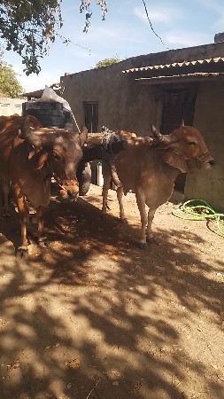 બળદ વેશાવા ના છે