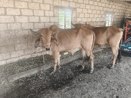 ગોધલા વેચવા ના છે