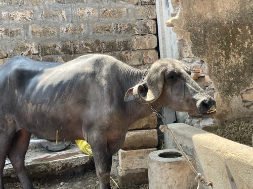 थंबनेल 2