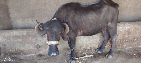 pelu vetar khdeli vecvani che