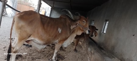 બળદ વેચવાનો છે 4 ધર થઈ છે