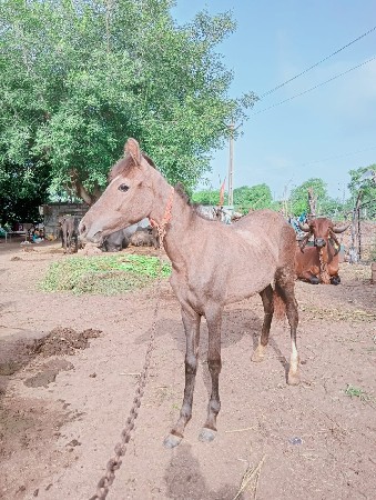આ વશેરૉ વેચવાનૉ છે