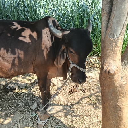 ગાય વેશવાની છે