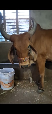 ગાય વેચવાની છે