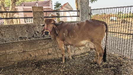 थंबनेल 3