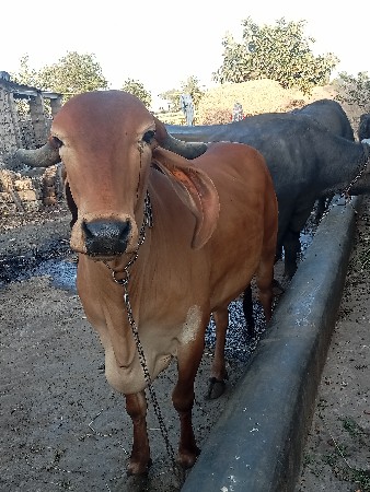 ગાય વેચવાની છે
