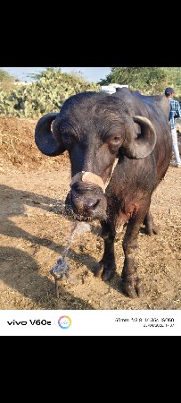 थंबनेल 2