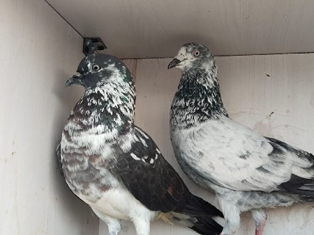 થંબનેલ 3