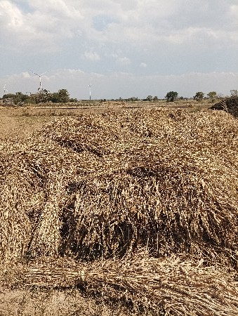 જુવાર નીરણ તદન વ્યાજબી ભાવે
