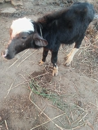 થંબનેલ 3