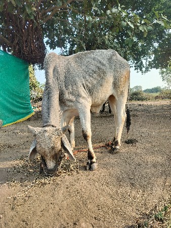 थंबनेल 2