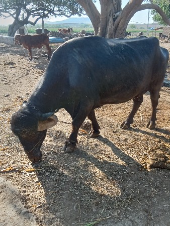 थंबनेल 3