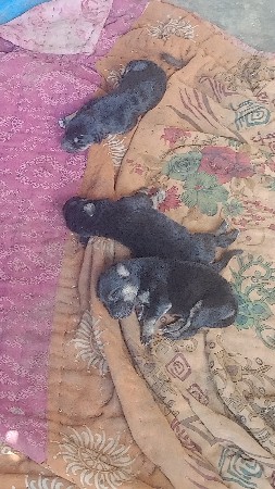 આ કુતરી વેચવાની છે