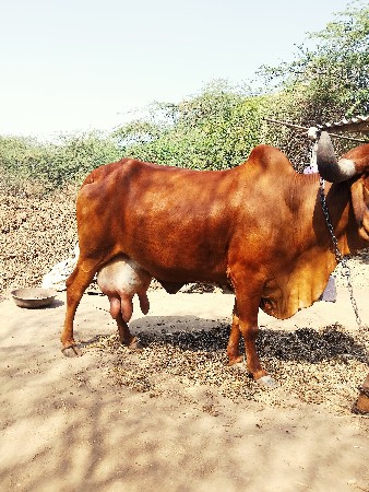 થંબનેલ 2