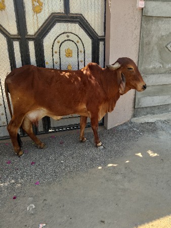 થંબનેલ 3