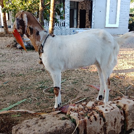 થંબનેલ 2