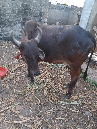 વેચવાની છે..2 વેતર વિયાની છે 10