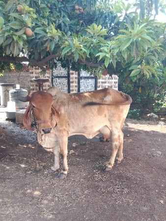 થંબનેલ 2