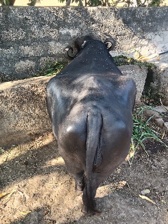 ભેંસ વેચવાની છે