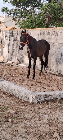 ઘોડીના સાટામાં ગાય લેવાની છે