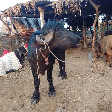 थंबनेल 3