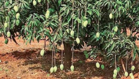 17 vigha pani vali
350 hajar