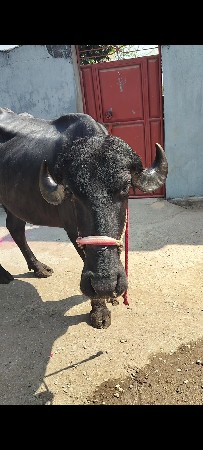 વેચવાની છે