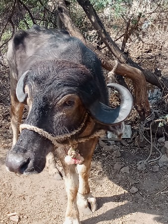 ખડેલી વેચવાની છે