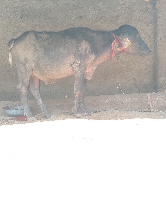 थंबनेल 3