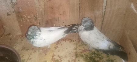 થંબનેલ 3