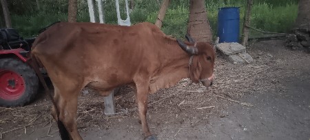 थंबनेल 2