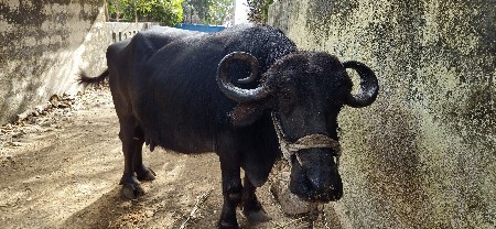 ભેંસ વેચવાની છે....