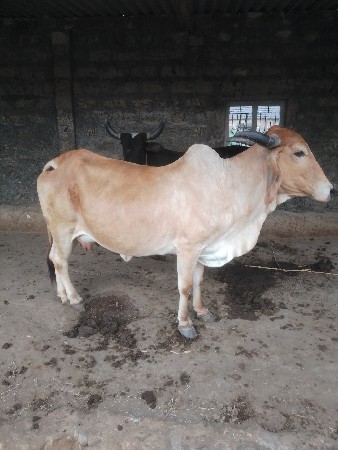 थंबनेल 2