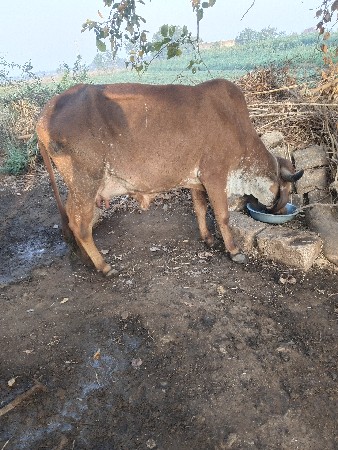 થંબનેલ 2