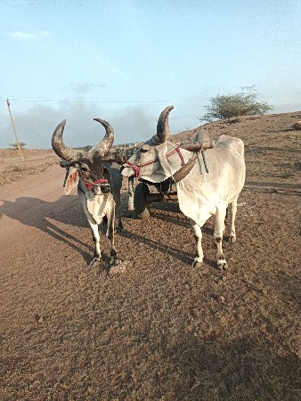 બળદ વેચવા ના છે