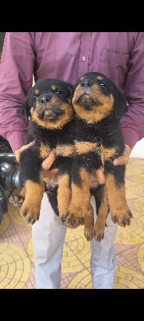 રોટવીલર ફીમેલ પપ્પી
