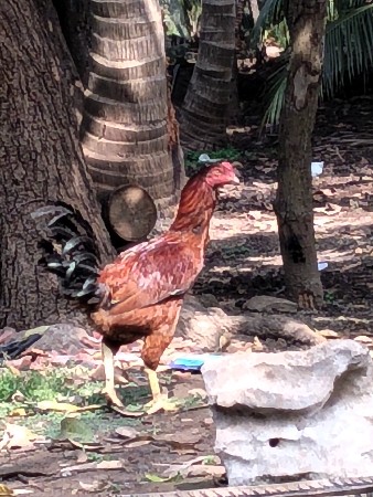 थंबनेल 3