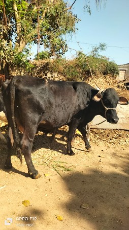 थंबनेल 3