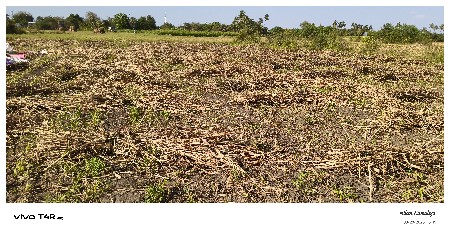 જુવારના પુરા બેસવાના છે