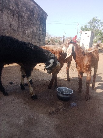 थंबनेल 2