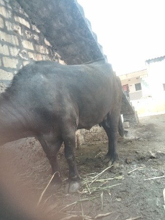 थंबनेल 2