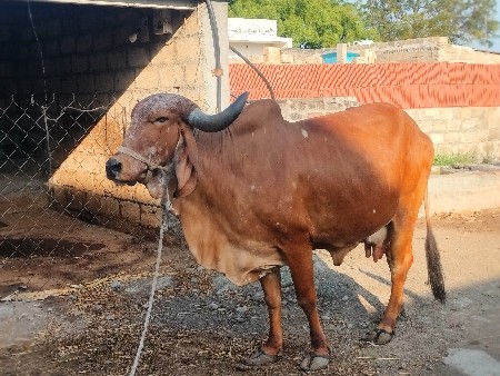 થંબનેલ 2