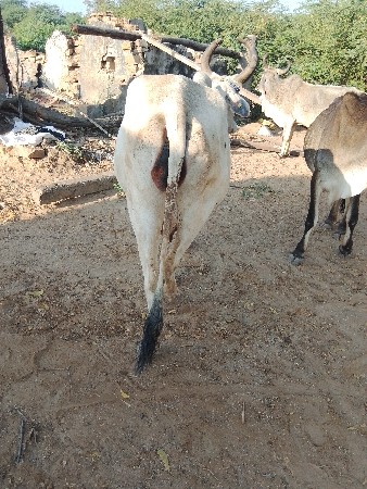 આ ગાય વેચવાની