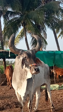 બરધ વેચવાનો સે