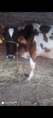 થંબનેલ 2