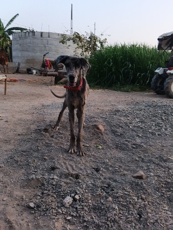 કુતરો વેચવાનો છે