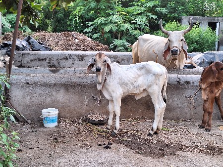 ગાય વેચવાની છે